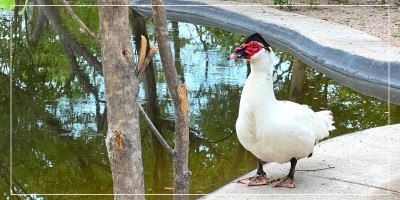 Muscovy duck eggs